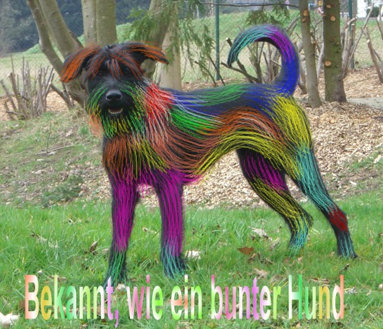 Bunter Hund.JPG
