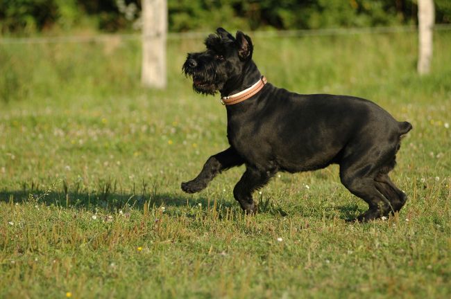 Becks am 22 07 2012.jpg