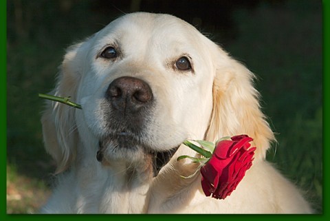 geburtstagskarte hund.jpg