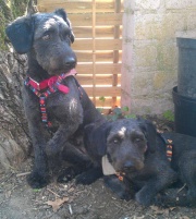 Lilly und Lissy 180.jpg