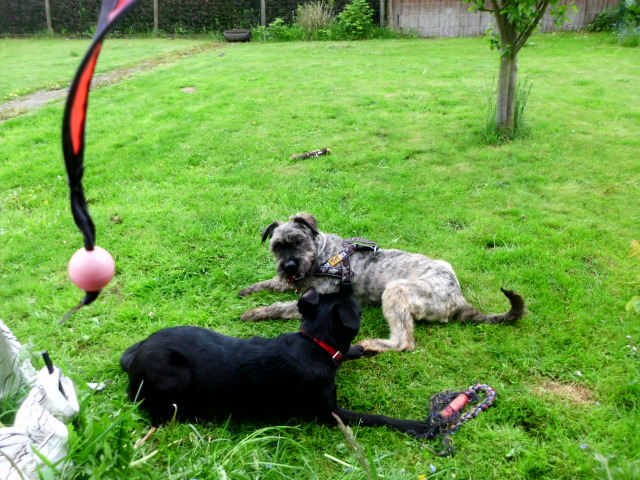 Coco und Pero 055.JPG