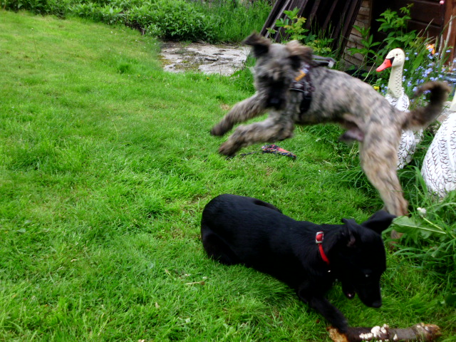 Coco und Pero 036.JPG