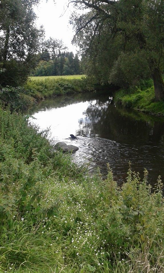 freischwimmer harry.jpg