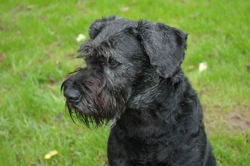 Kelly passt auf was wir da so machen.....jpg