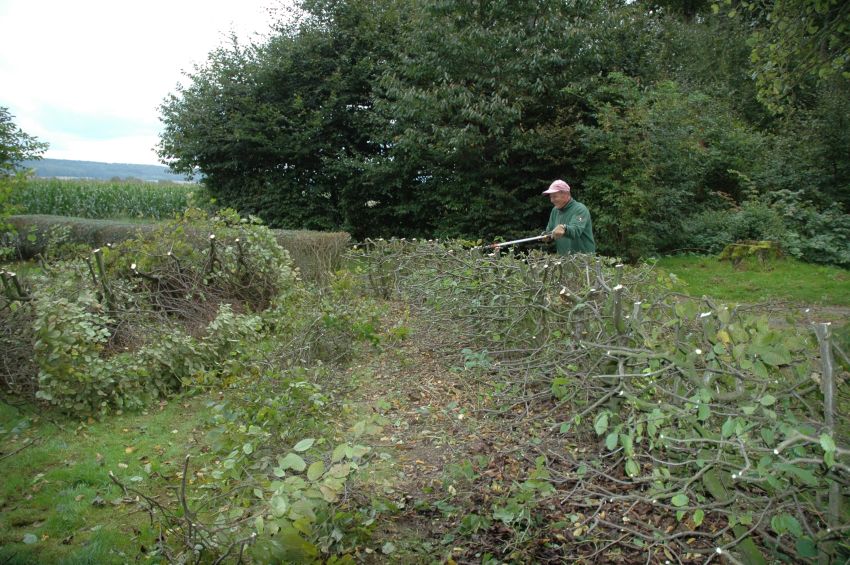 das war mal eine Hecke.jpg