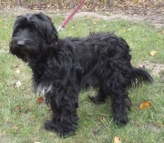 Woody Csöpi 180.jpg