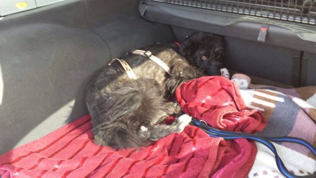 Wooly bei seiner Ankunft in Deutschland.jpg