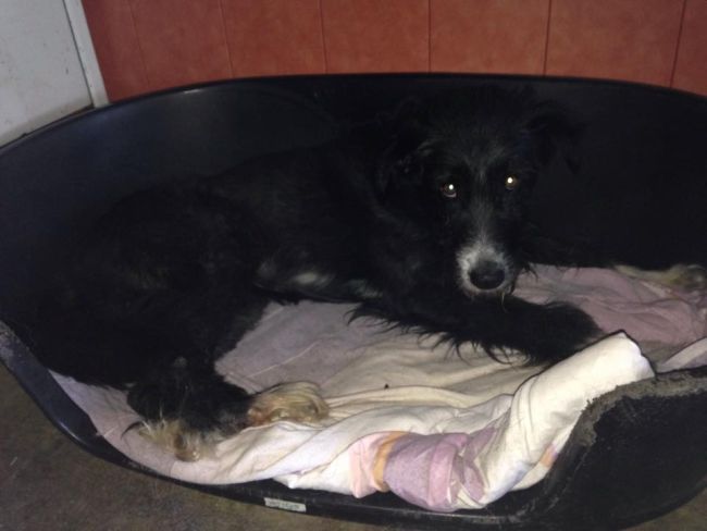 Wooly in seiner PS in Deutschland 1.jpg