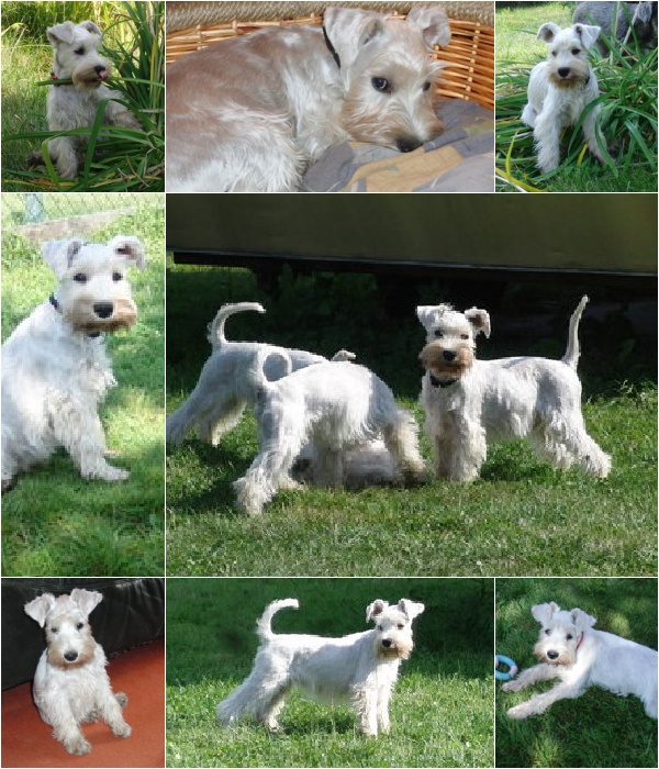 Postkarte Welpen 2.jpg