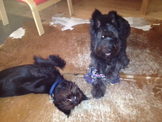 Negra und Buffy (Lina).JPG