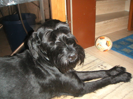 Piros frisch geschoren 2.jpg