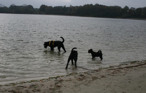 Tofi Hundestrand.jpg