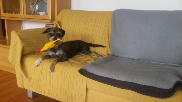 Pico 005 (640x360).jpg