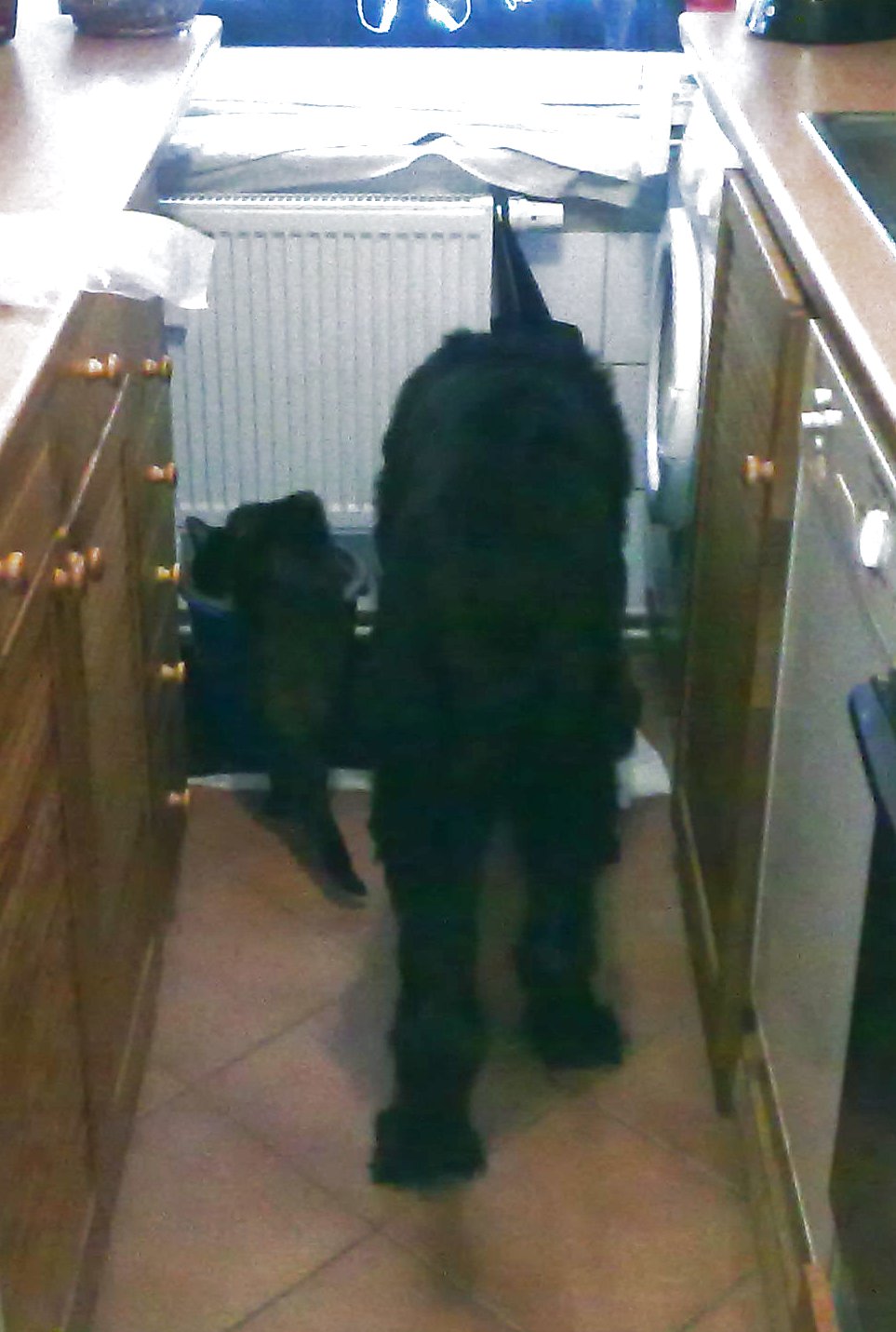 Appi und Lulu an den Näpfen.jpg